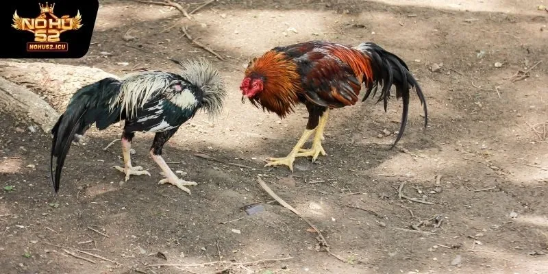 Đá Gà Cựa Dao - Bộ Môn Dành Cho Người Giàu Kinh Nghiệm  2 Giới thiệu sơ lược về đá gà cựa dao